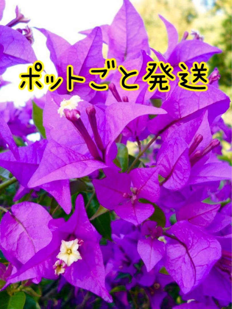 パープルのブーゲンビリア苗 - メルカリ