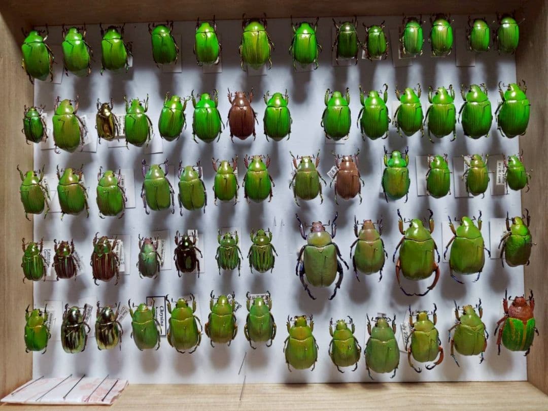 昆虫標本　ウグイスコガネ キンセスジウグイスコガネ (Chrysina gloriosa) - Picture Insect