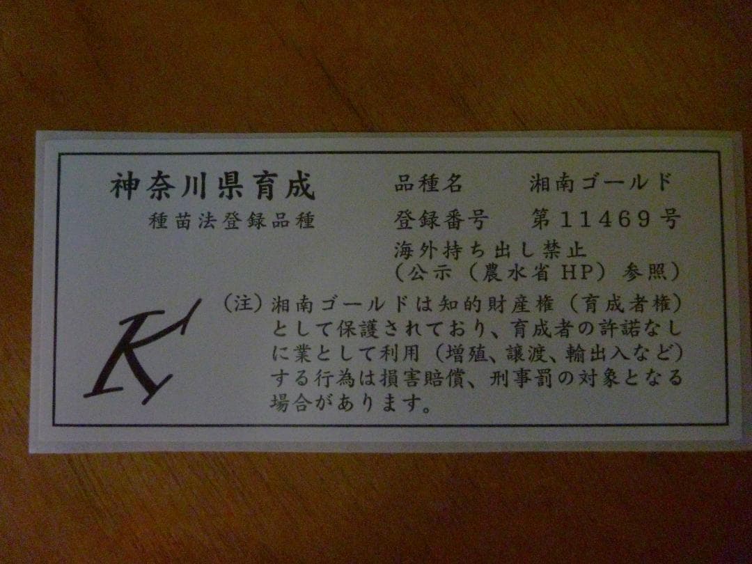 湘南ゴールド 果樹苗木 約70cm - メルカリ