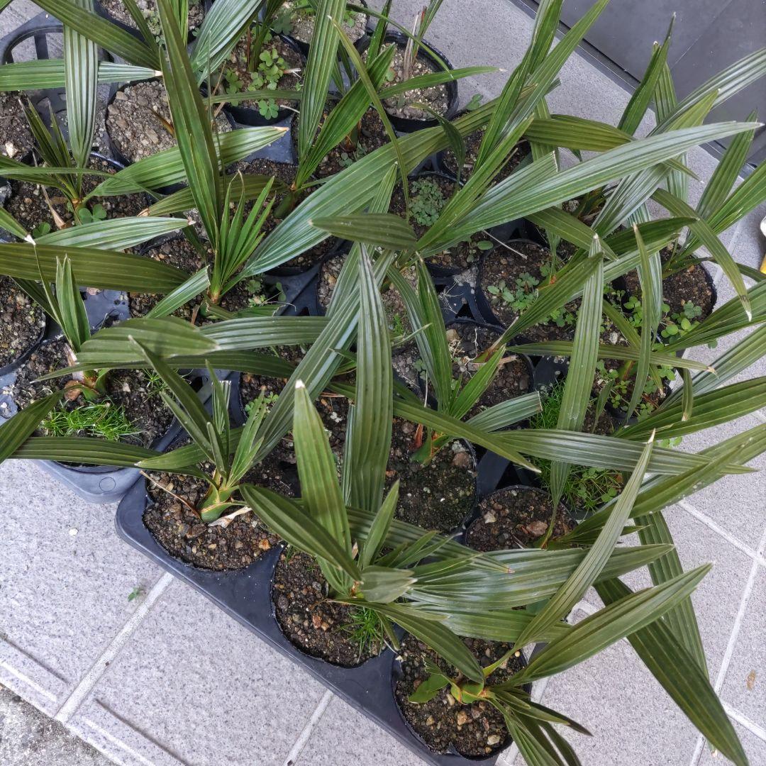 イエローグリーン様専用 カナリーヤシの苗 - メルカリ