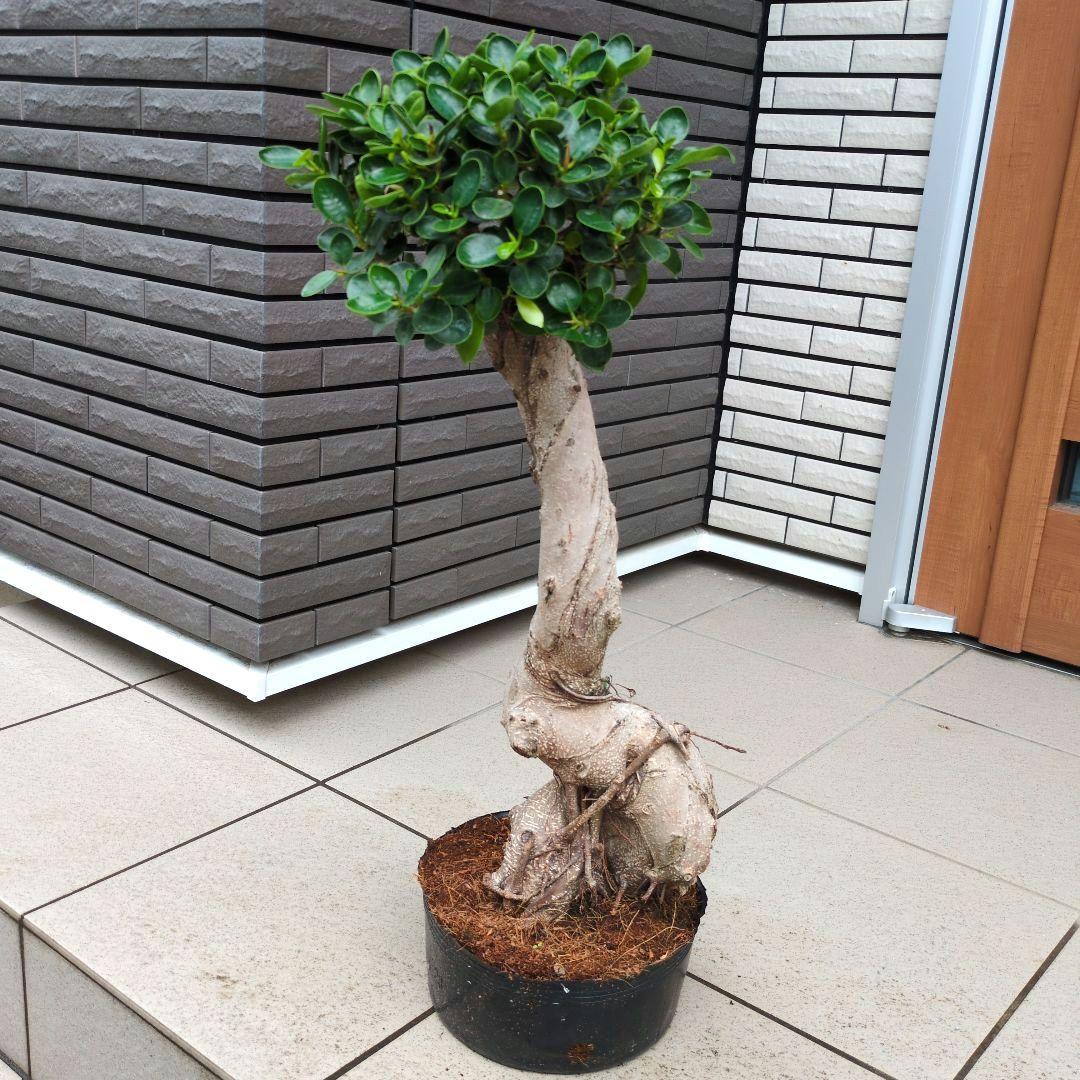 観葉植物 パンダガジュマル 8号ポット 多幸の木 - メルカリ