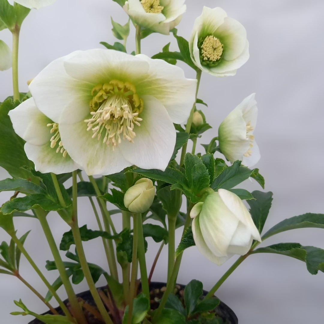 花もつぼみもいっぱい！セミダブルクリスマスローズ、大苗、開花株