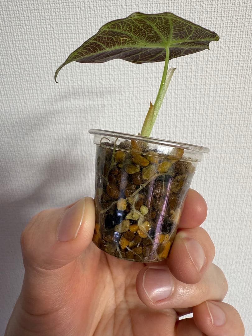 T*h様 アロカシア ワトソニアナライトニングの通販はau PAY マーケット