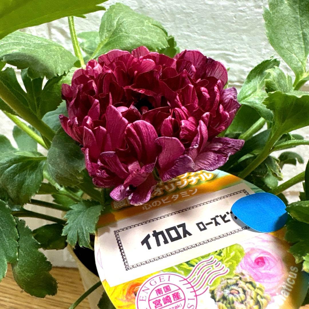 現品】ラナンキュラス♡綾園芸♡イカロスローズピンク♡3.5号ロング