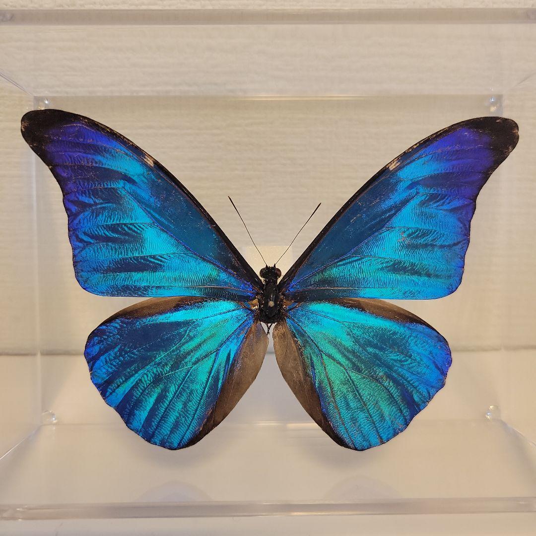 蝶の標本 熱帯ジャングルを舞う宝石(珍珍A)