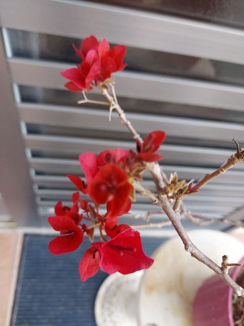 ブーゲンビリア斑入りレッド希少 No88 らくらくメルカリ便発送