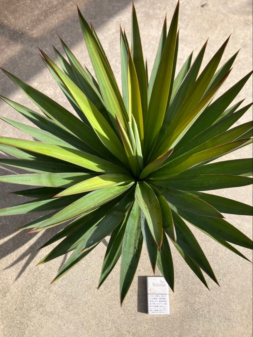 ユッカグロリオサ 特大株 - メルカリ