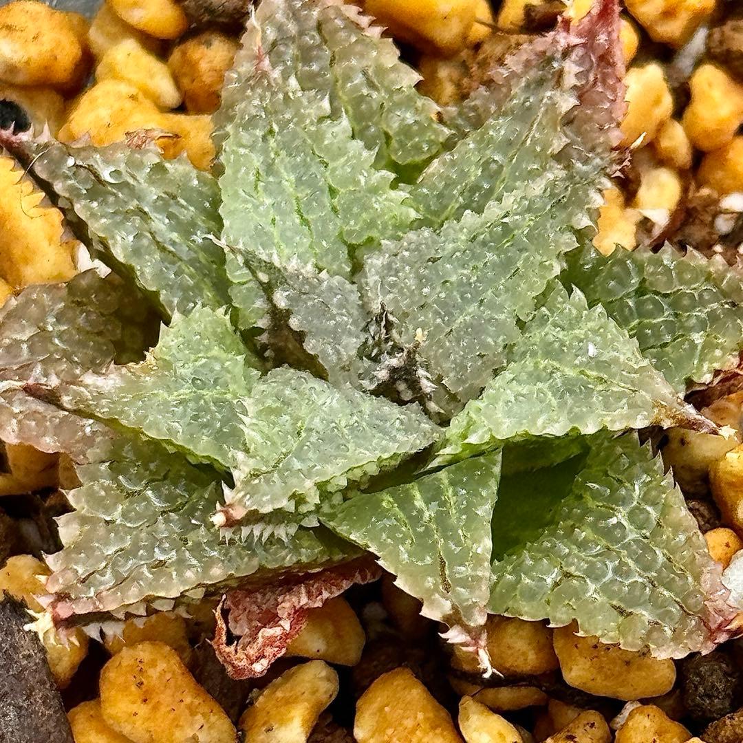 ふ*み様 バブルコレクタ 超美株 ハオルチア 観葉植物 オークション D12