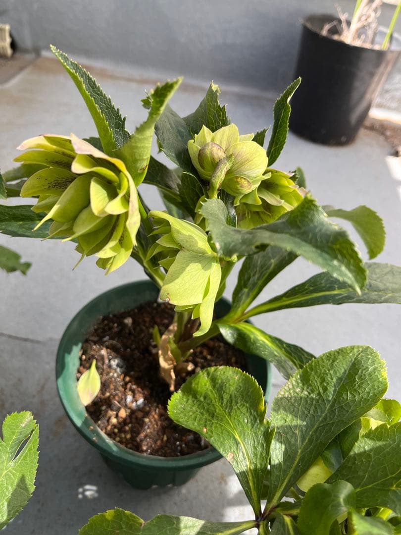 売り尽くしまとめ特価 クリスマスローズ 八重 ダブル エレン 5号 5鉢