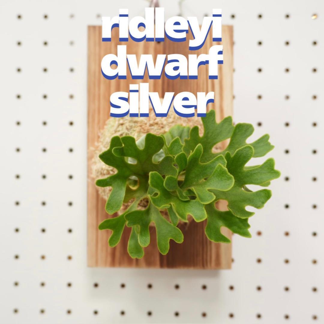 ビカクシダ リドレイ ドワーフ シルバー 小株 R-9 - メルカリ