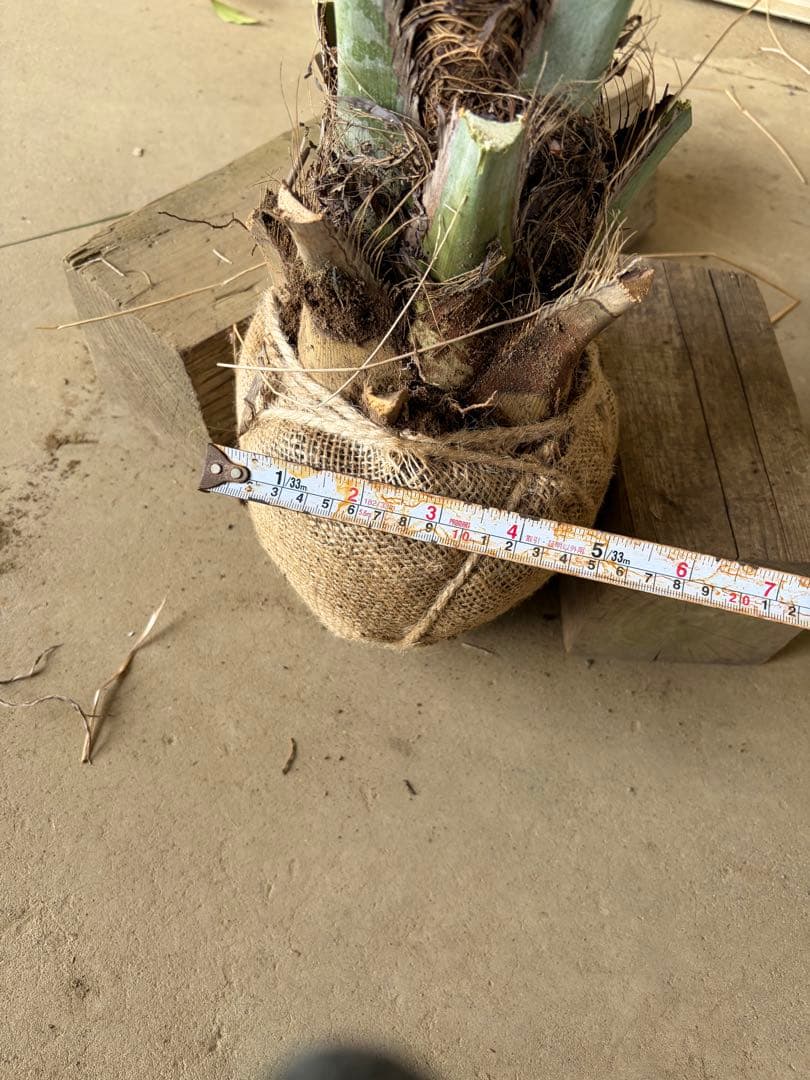 ココスヤシ 根鉢上から120cm - メルカリ