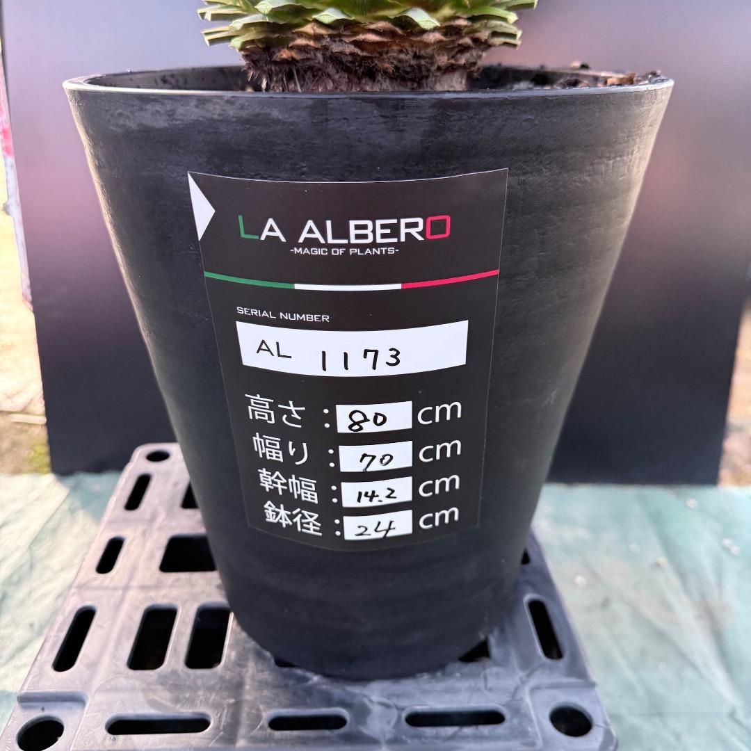 AL1173】ユッカ ロストラータ - メルカリ