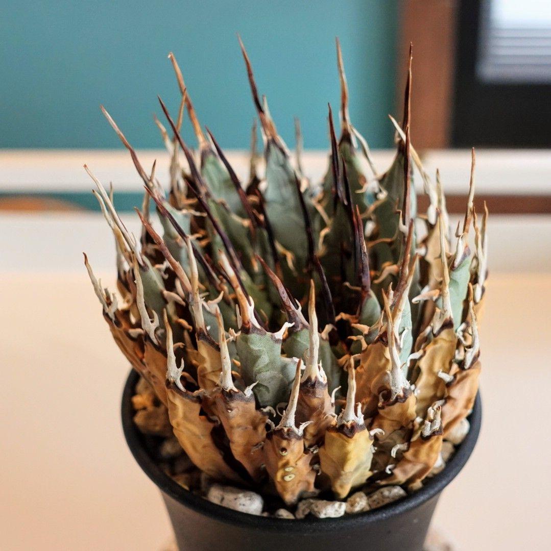 地*師様 【めちゃめちゃ発根済・3.5号サイズ】激シブ・エボリスピナ/鉢ごと発送