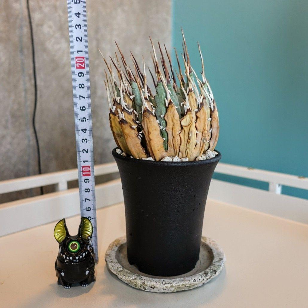 地*師様 【めちゃめちゃ発根済・3.5号サイズ】激シブ・エボリスピナ/鉢ごと発送