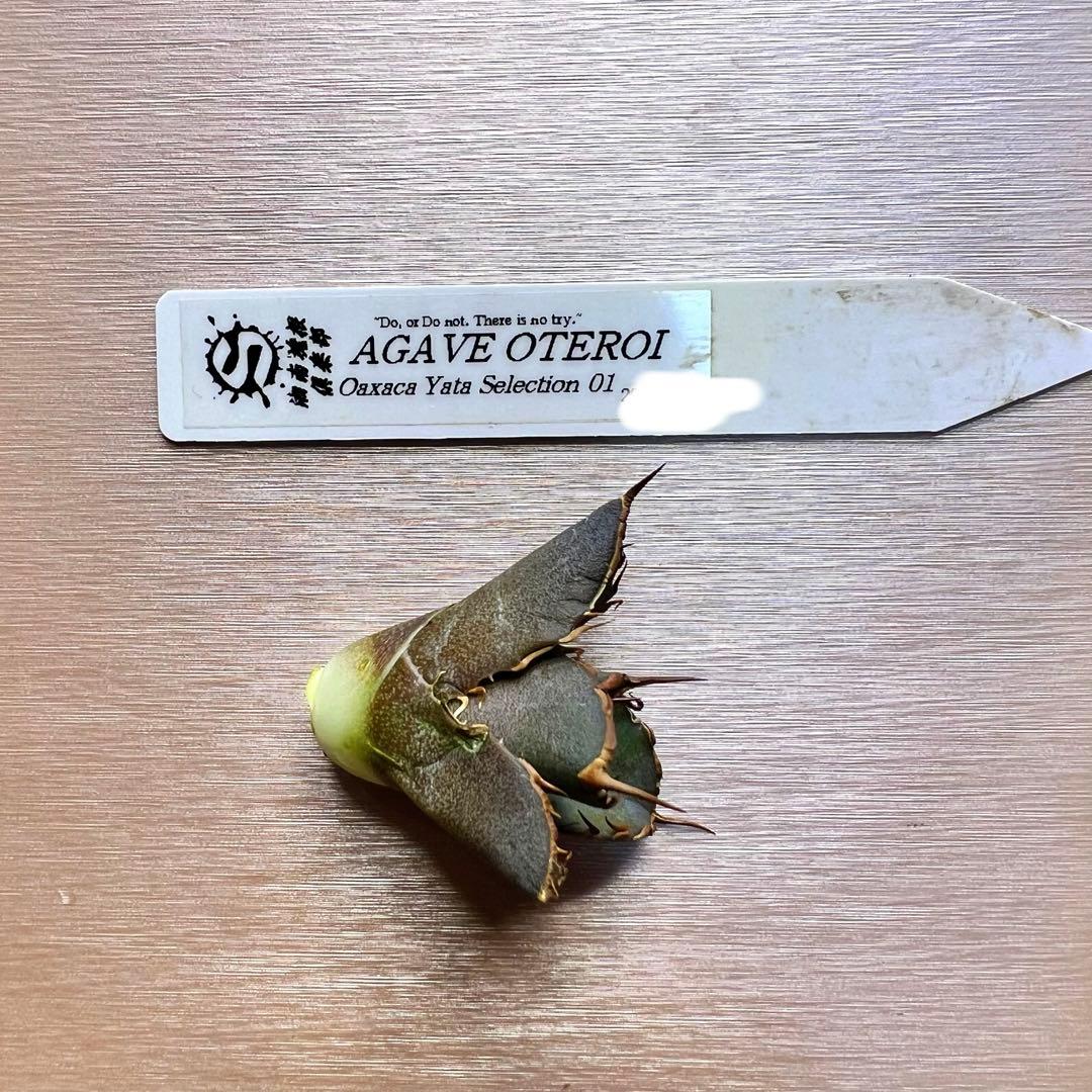 あ*ん様 オアハカ　オテロイ　子株 アガベ オテロイ（親株＋子株3） 園芸ネット本店｜アガベ：オテロイ 3