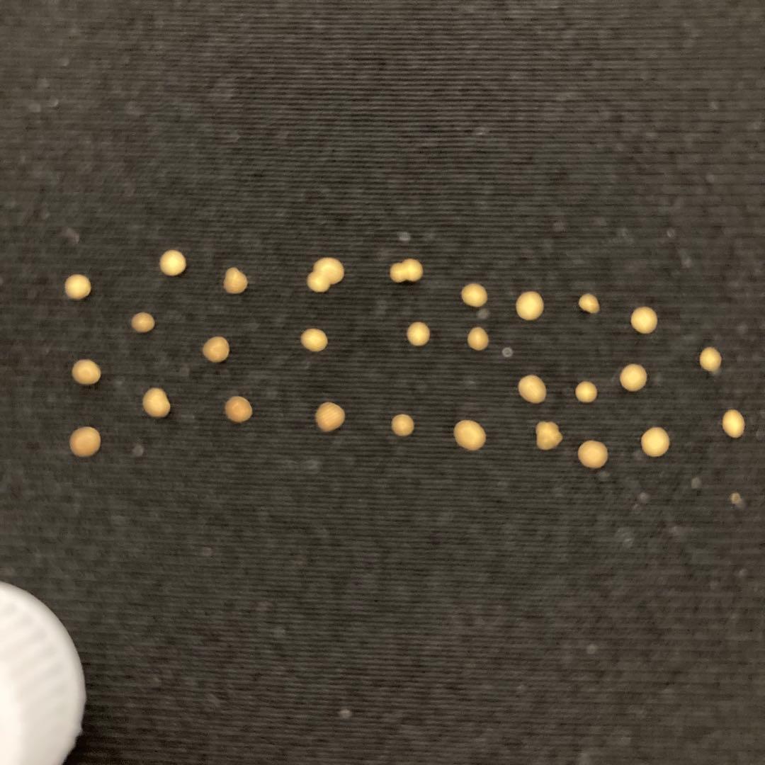 土肥金山 砂金 32粒（内3つは双子） 鉱石1粒 計33粒セット - メルカリ