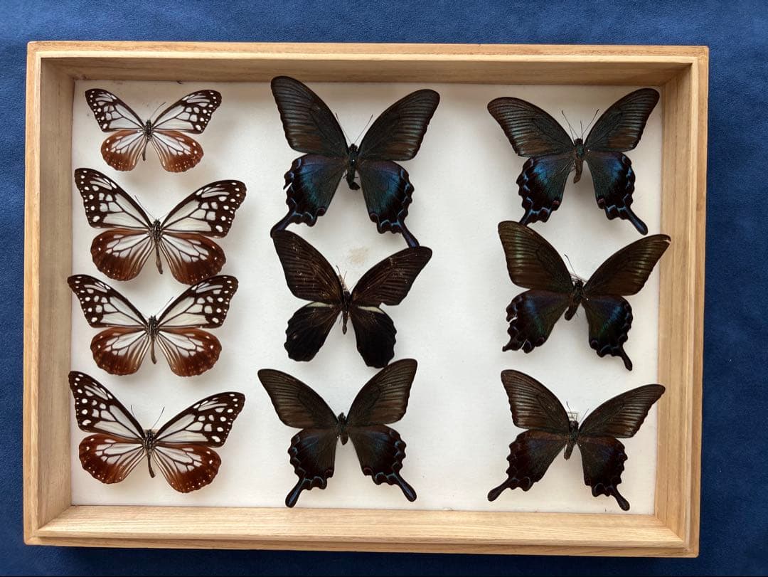 蝶標本 チトヌストリバネアゲハ トリバネアゲハ コレクション 世界三大