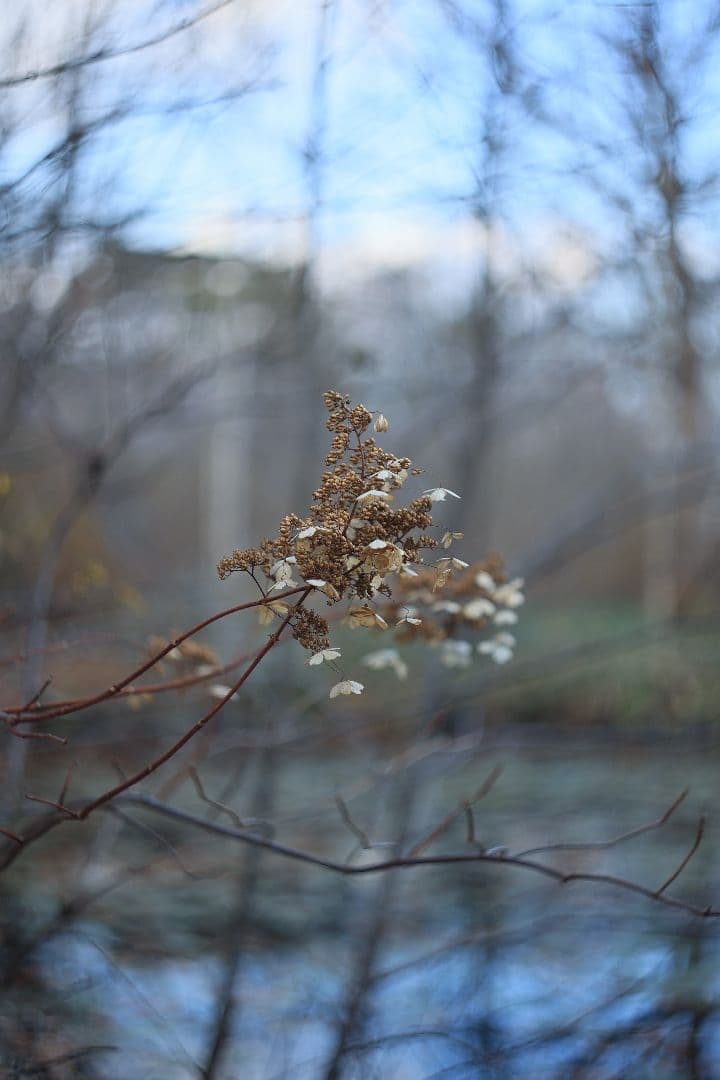 MC HELIOS-44M-6 58mm F2 《Valdai製》【美品】