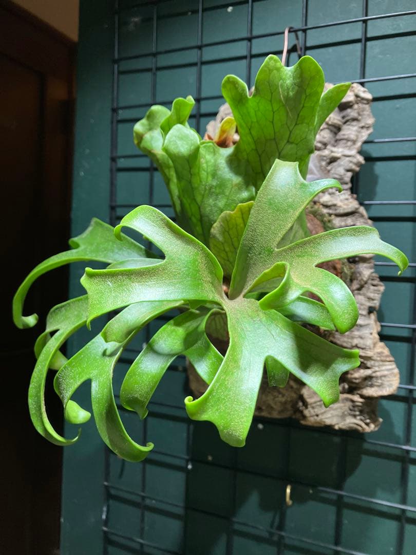 ビカクシダP.coronarium 'Koala' コロナリウム コアラ - メルカリ