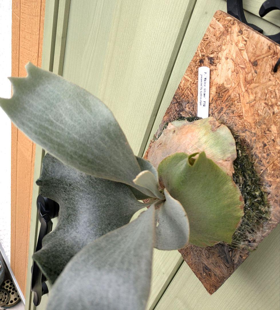 ビカクシダ☆ホワイト ギズモ③☆'White Gizmo' FSQ☆OC☆板付 - メルカリ