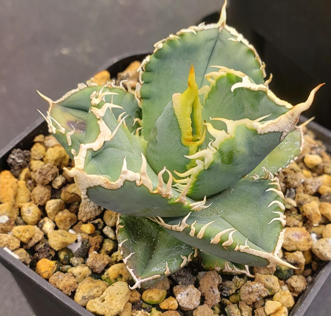 Agave Titanota IVORY W.A 子株 - メルカリ