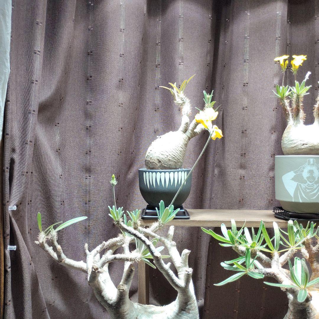 パキポディウム グラキリス バリエム（デビル)鉢Mサイズごとの出品です