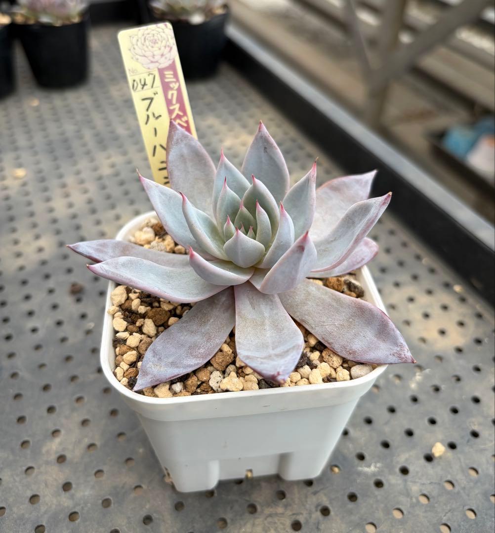 ブルーバニラ ミックスベリア おらいさん苗 抜き苗 多肉植物 - メルカリ