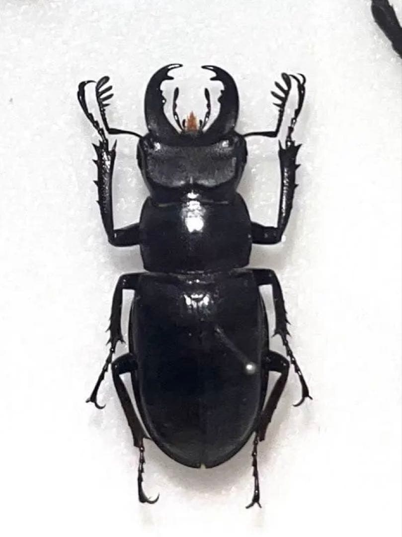 【規制前採集品】 ミクラミヤマ 大型個体 標本 ミヤマ クワガタ ビークワ補足】~Lucanus gamunus ミクラミヤマ | Jinlabo