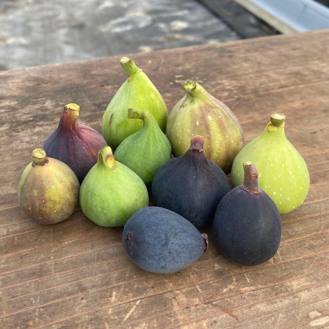 穂木 イチジク - メルカリ
