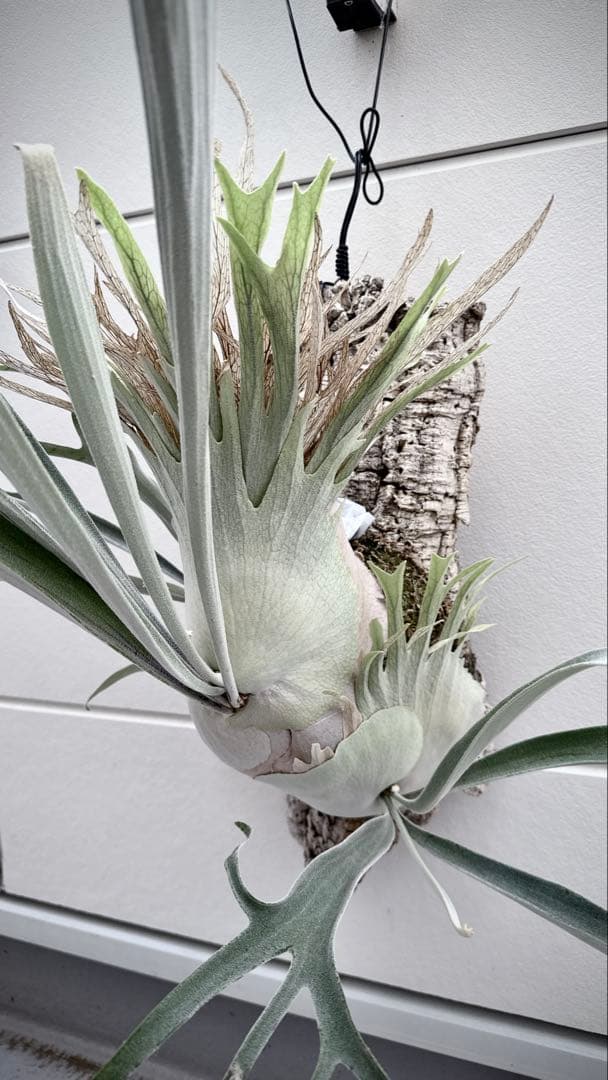 I*m様 アガベ スナグルトゥース 10本セット 暴牙 チタノタ 白鯨 オテロイ