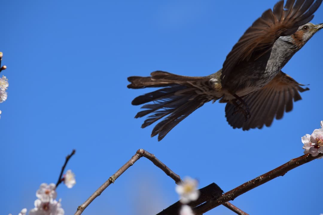 レンズ(ズーム) Nikon DX AF-S 55-300mm f4.5-5.6 G ED VR