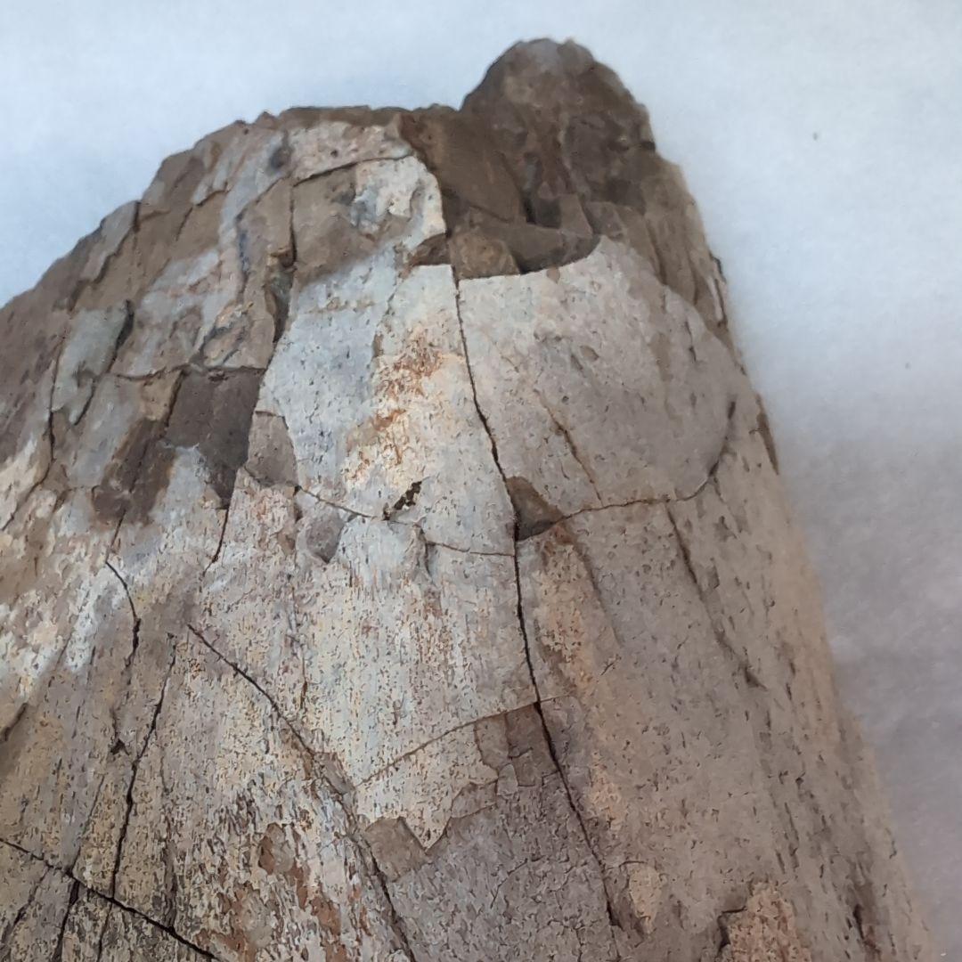 本物特大 博物館級 恐竜 ハドロサウルスの脛骨 化石 モンタナ ネーム