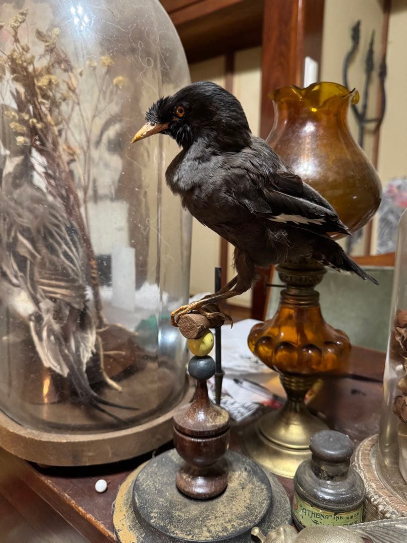 フランスアンティーク　剥製 image01-5-262x262.jpg