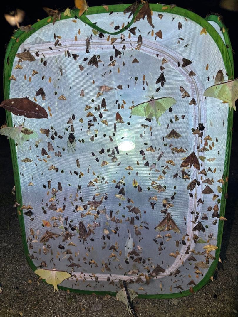 灯火採集 ライトトラップ HID 100w仕様 紫外線放出加工済 灯火採集 置き型 ライトトラップ HID55w 紫外線放出加工済｜Yahoo