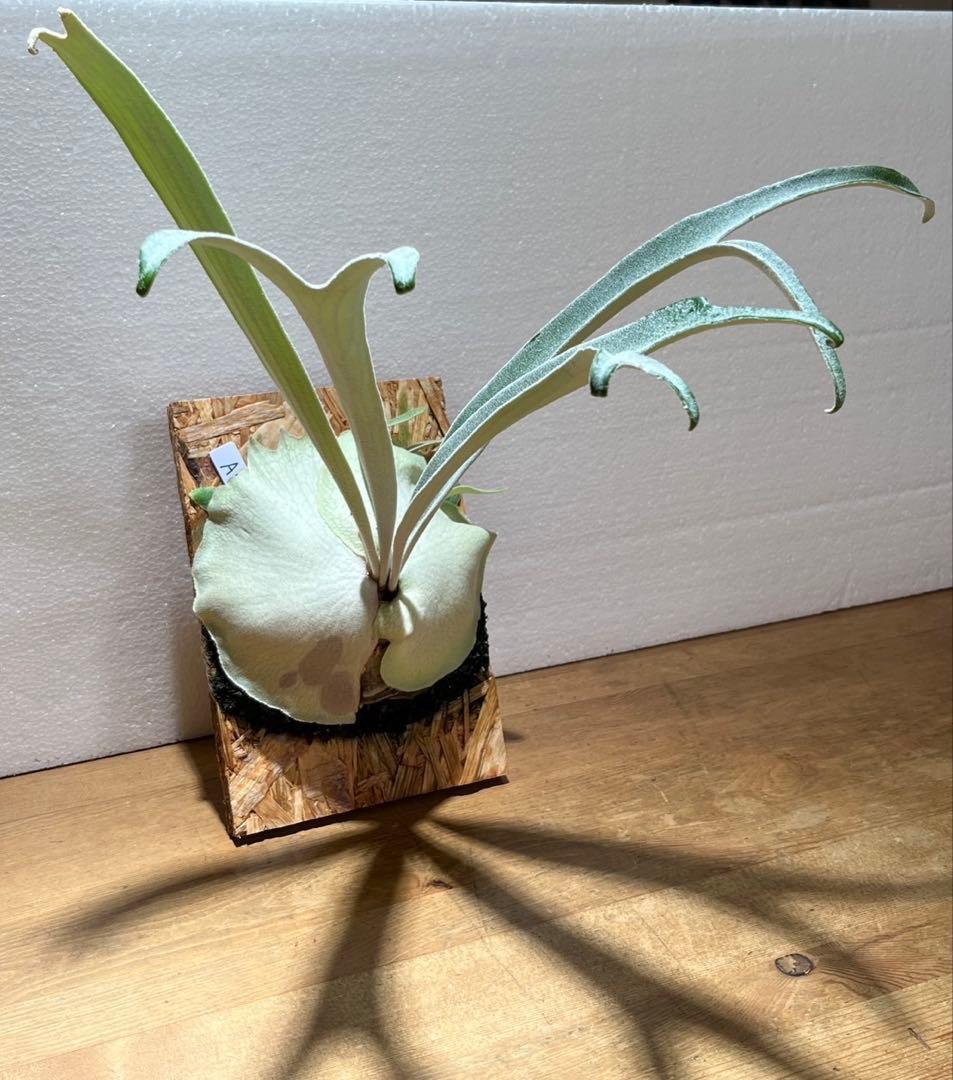 P.Veitchii High Finger AUS cutting pup