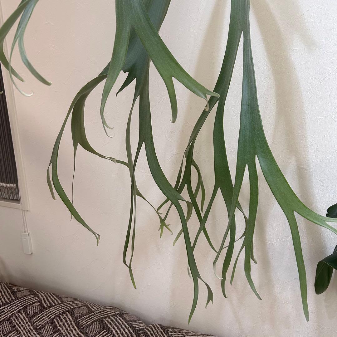 P. willinckii cv kaika 板付 子株 ビカクシダ - メルカリ