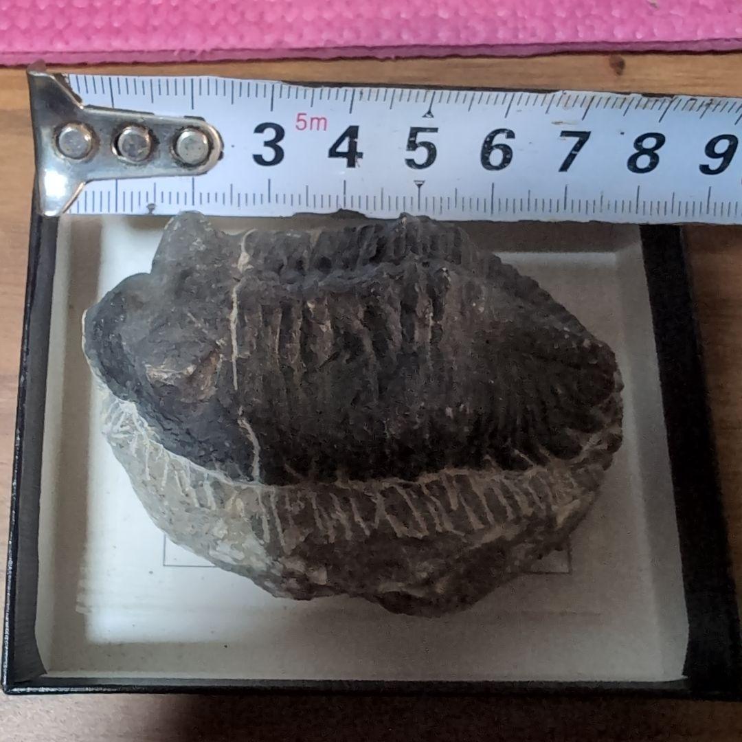 本物 デボン紀中期 三葉虫綱目 メタカンシナSP 化石 モロッコ - メルカリ