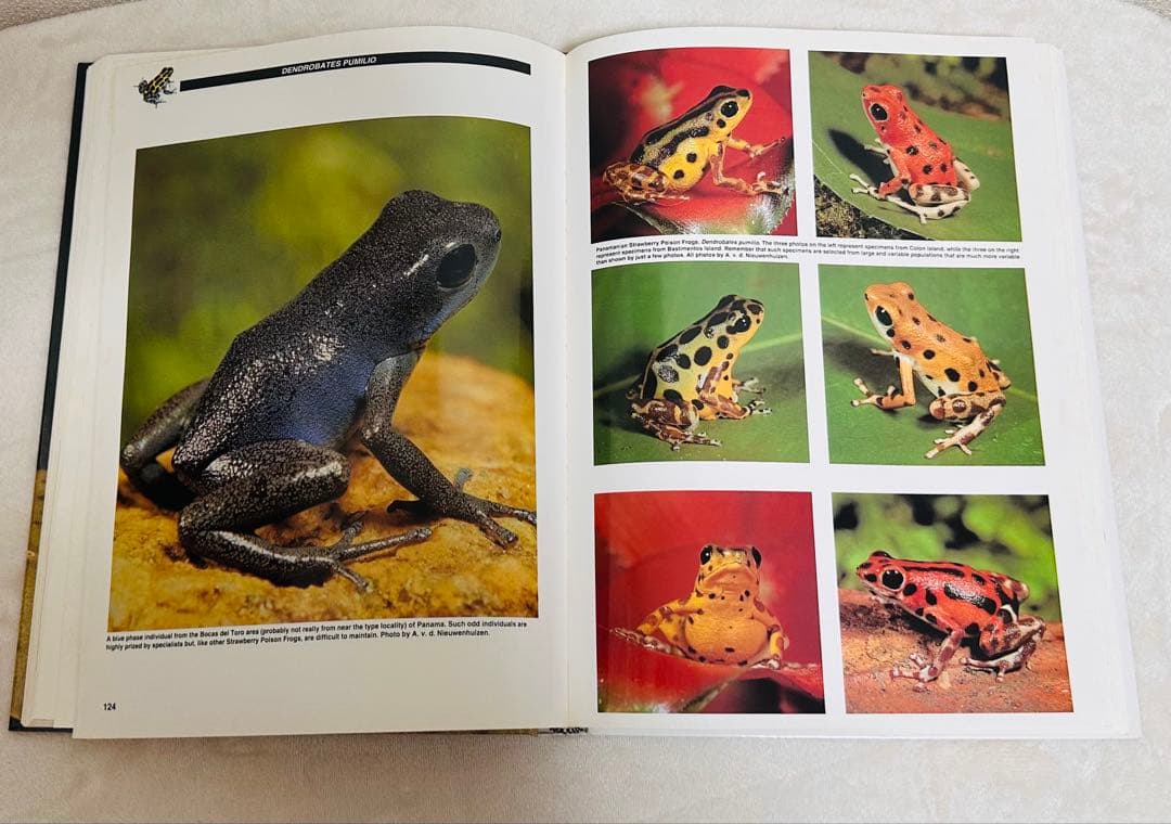 貴重！ Jewels of the Rainforest ヤドクガエル 洋書図鑑 - メルカリ