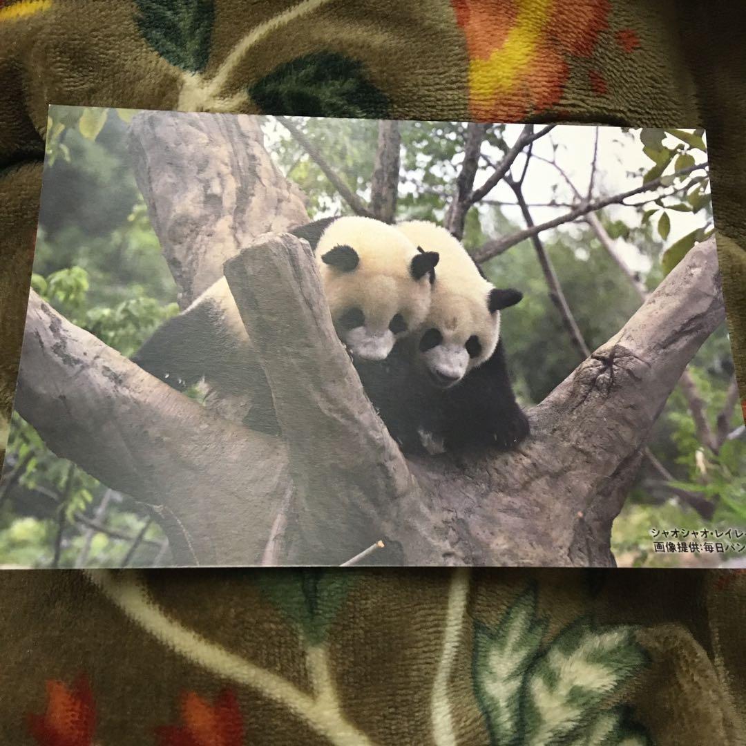 上野動物園 シャオシャオ レイレイ 毎日パンダ 双子の思い出ポスト