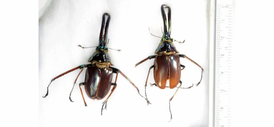 希少】ホロメタリクス チリクワガタ 標本 コガシラクワガタ セット