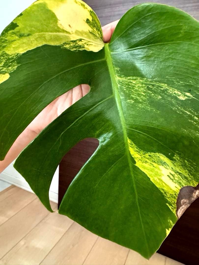 T*︎様 【超希少】モンステラ デリシオーサ イエローマリリン 黄斑入り