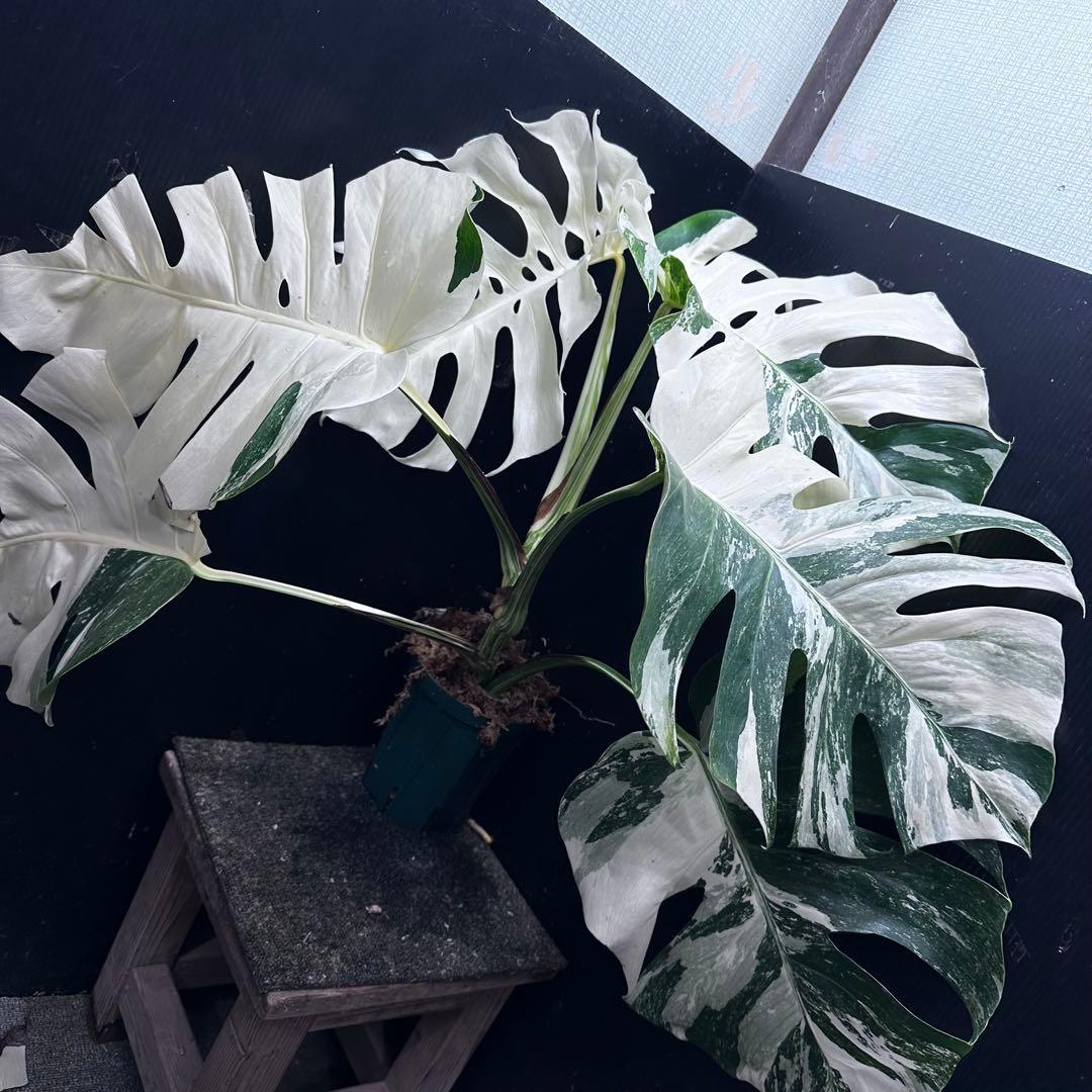 斑入りモンステラ ホワイトタイガー極美大株56cm白斑多 - メルカリ