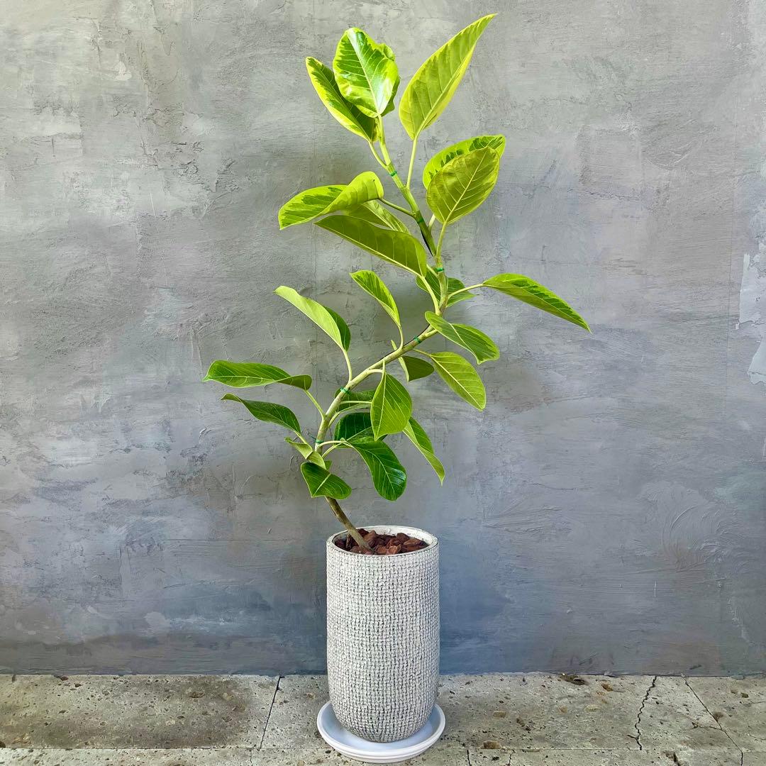 大型 フィカス アルテシマ 曲がり仕立て 陶器鉢 植え込み発送 大型
