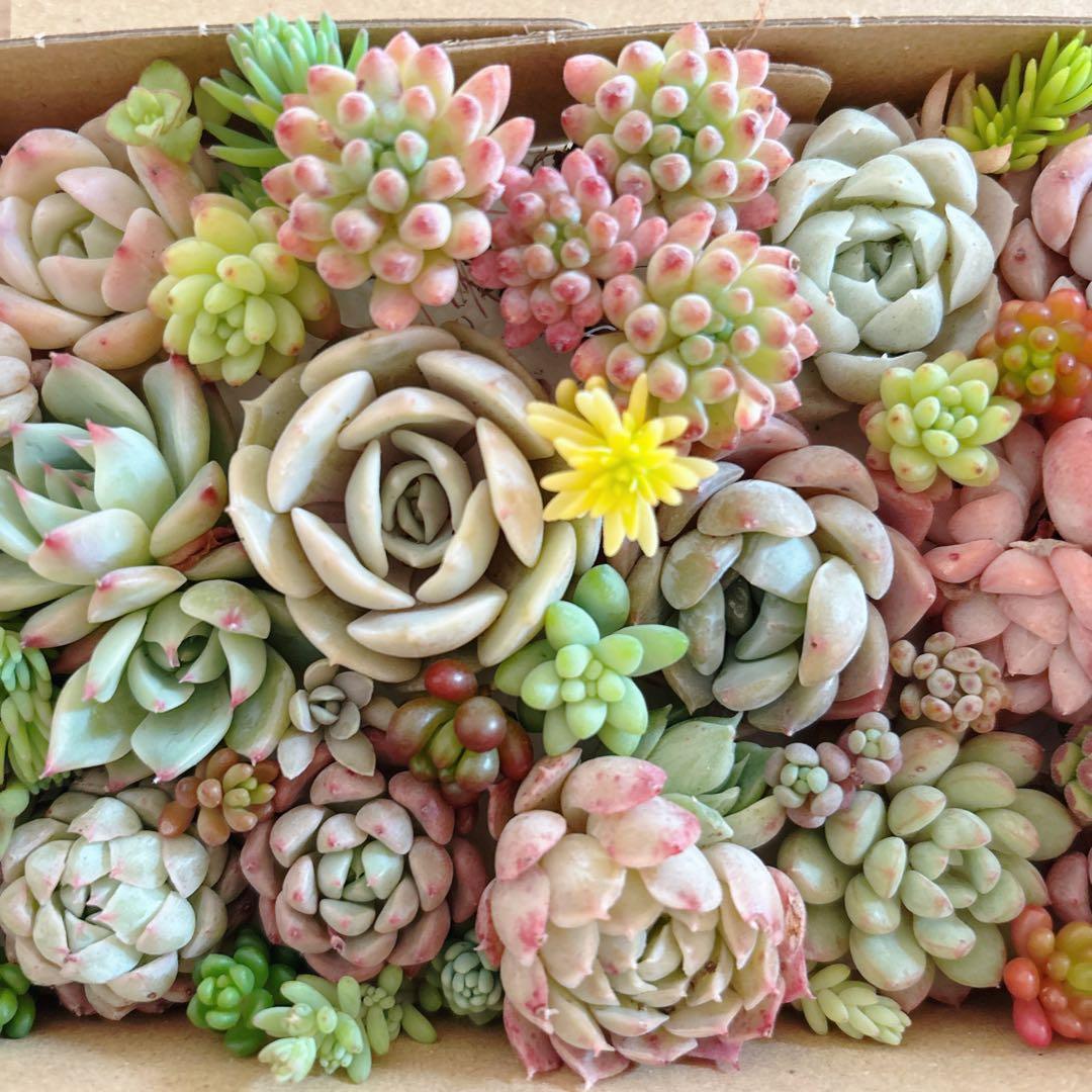 ユキノリ様専用ゆうゆうメルカリ便 多肉植物 カット苗とセダム寄せ植え