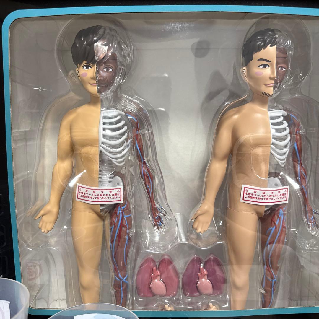 今月限定価格【最安値】ポルノグラフィティ 人体模型【レア】 - メルカリ