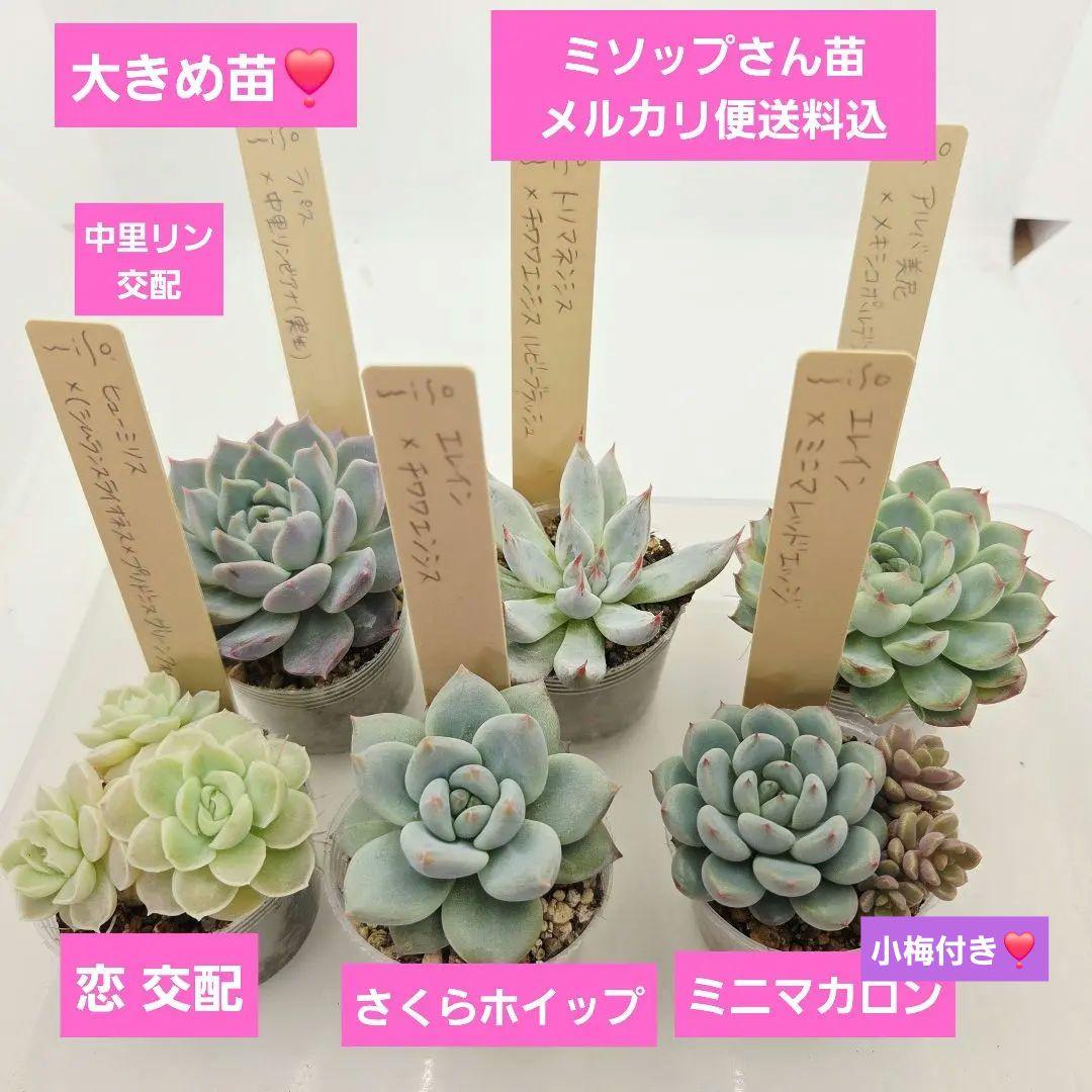 ビ*キ様 ㊸大きめ さくらホイップ❣️ミニマカロン❣️中リン交配❣️発根済6苗メ 日本来たよ〜 🙋‍♀️ #LouisVuitton #PR #Sponsered