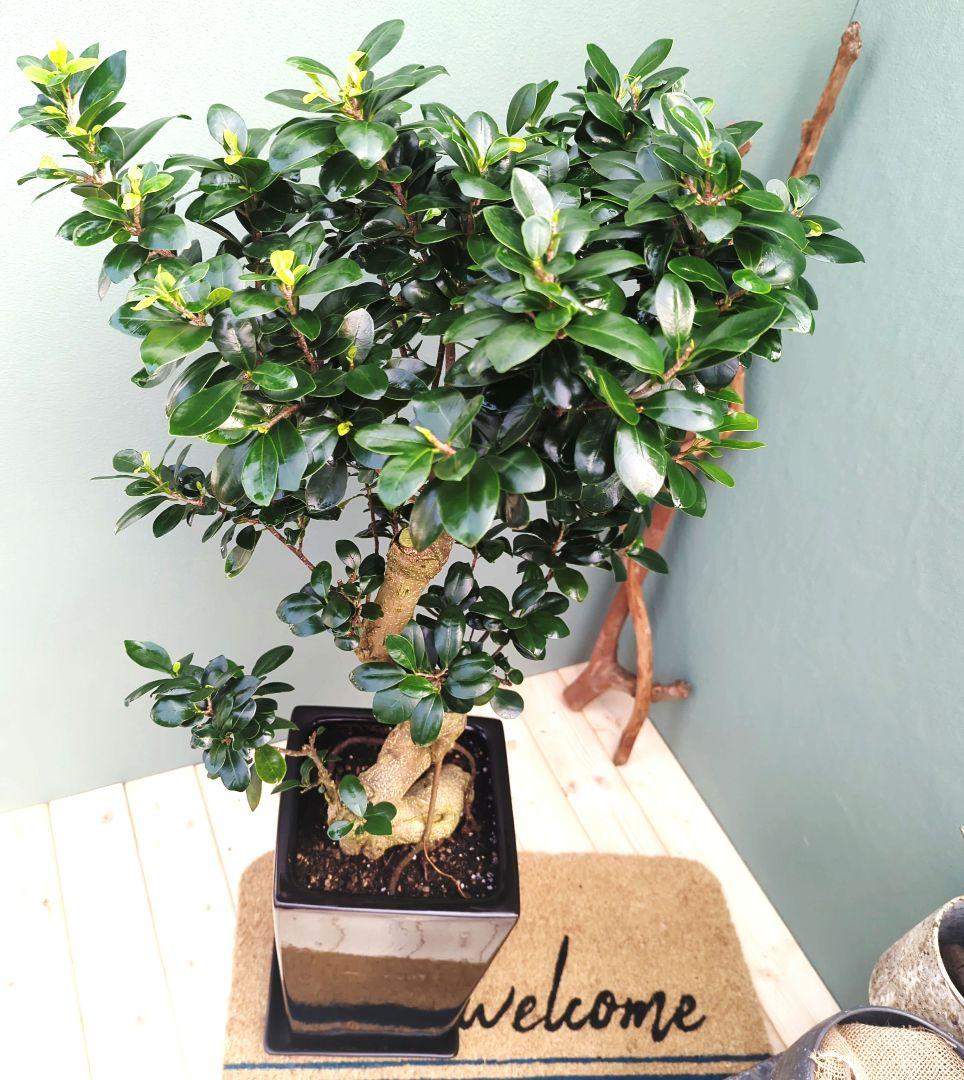 ブラック 【陶器】現品 曲がりガジュマル 昇り龍 繁栄 長寿 ギフト