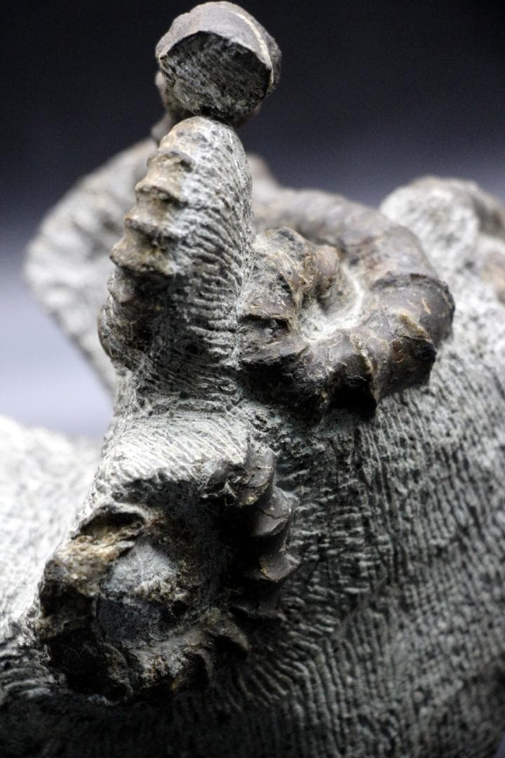 限定値下げ中】博物館級 異常巻 アンモナイト 7化石密集 アイノセラス