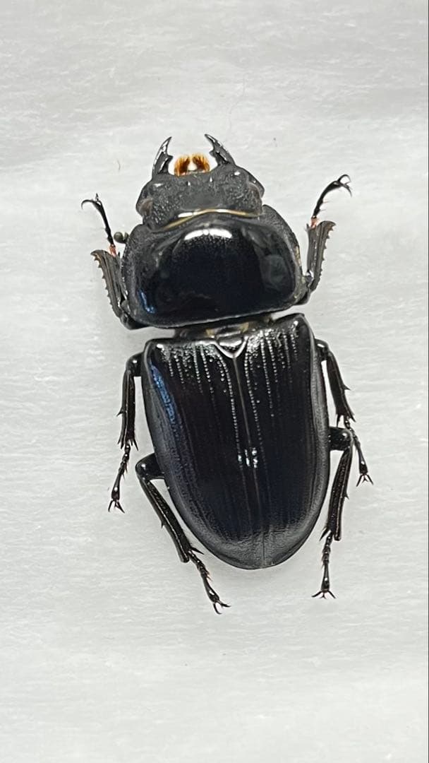 長崎県 対馬産 オオクワガタ メス 野外品 座標付き オオクワガタ メス単品・オス単品の販売│ビートルファーム