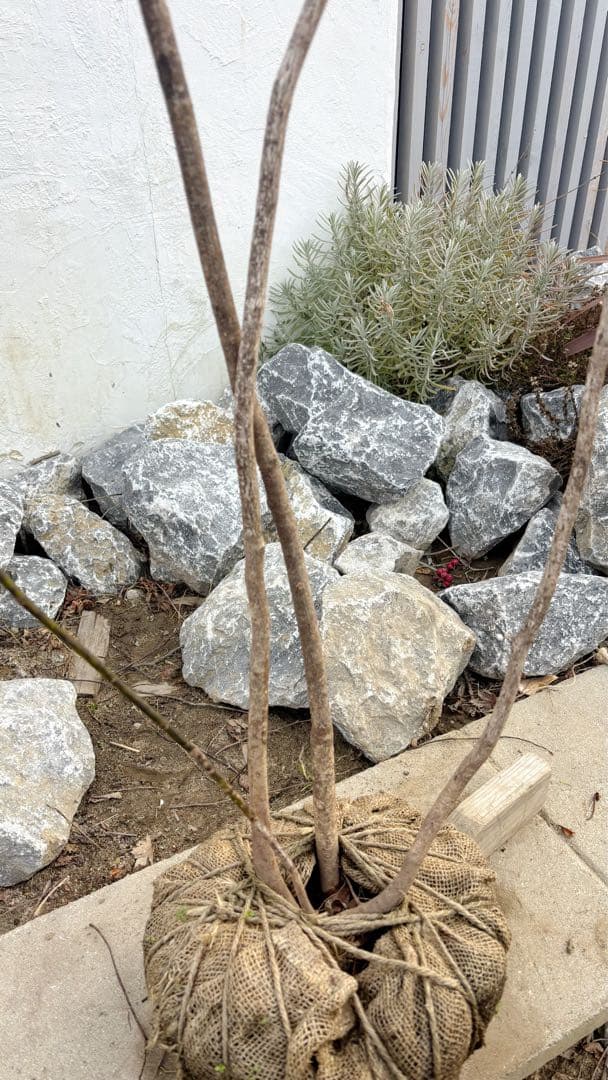 美形。山採りクロモジ2.6M(鉢底から)品番D